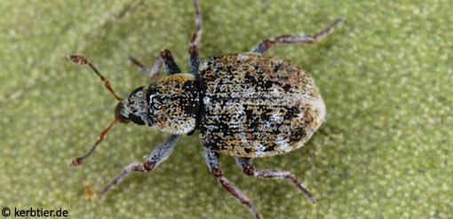 Stenopelmus rufinasus