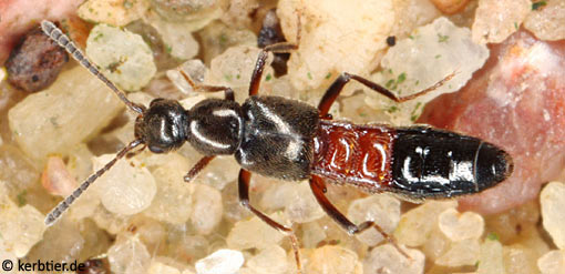 Tachyusa balteata