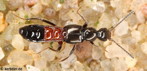 Tachyusa balteata B