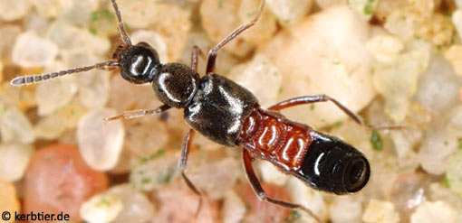 Tachyusa balteata C