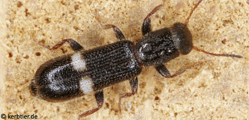 Tarsostenus univittatus