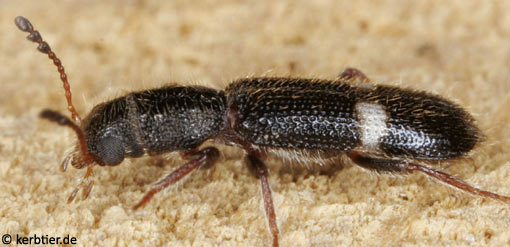 Tarsostenus univittatus B