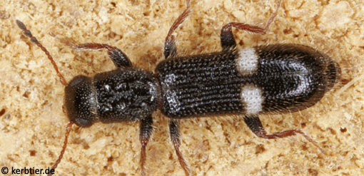 Tarsostenus univittatus C