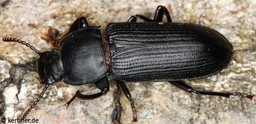 Tenebrio opacus