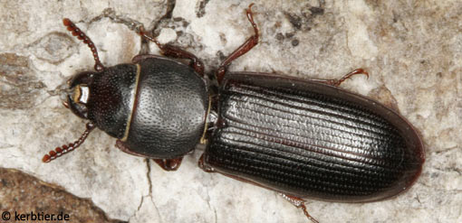 Tenebroides fuscus