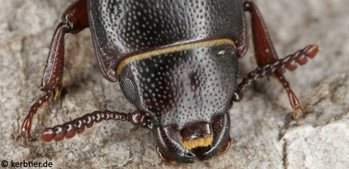 Tenebroides fuscus B