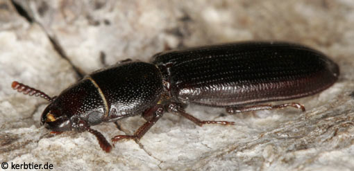 Tenebroides fuscus C