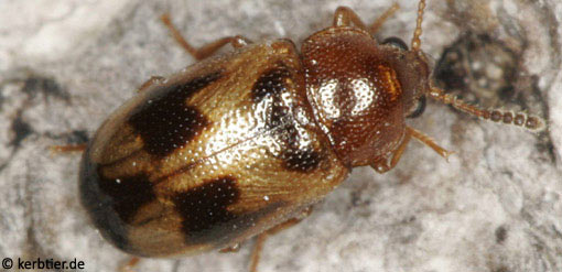 Tetratoma ancora