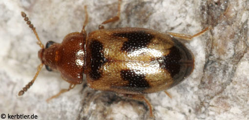 Tetratoma ancora B