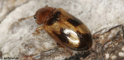 Tetratoma ancora C