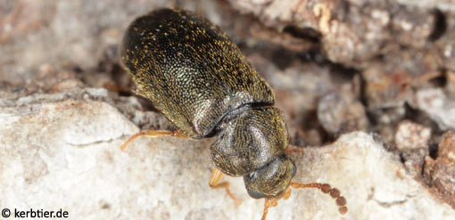 Tetratoma desmarestii C