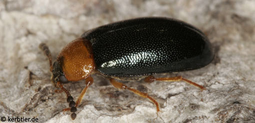 Tetratoma fungorum