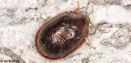 Thymalus limbatus C