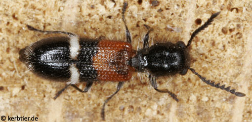 Tilloidea unifasciata