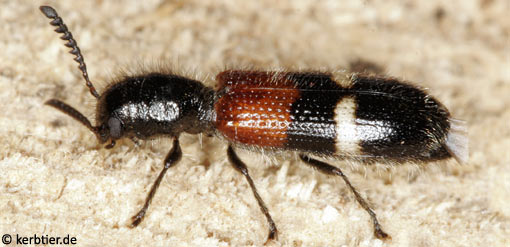 Tilloidea unifasciata B