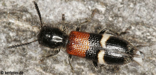 Tilloidea unifasciata C