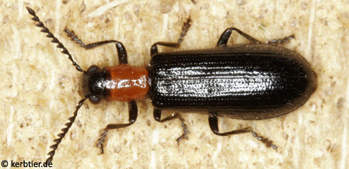 Tillus elongatus