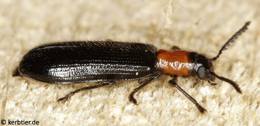 Tillus elongatus B