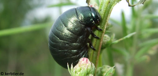 Timarcha tenebricosa C