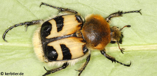 Trichius fasciatus