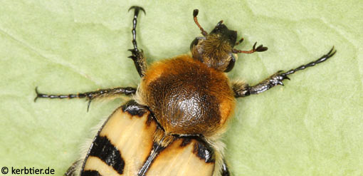 Trichius fasciatus B