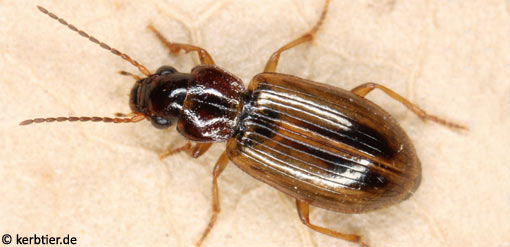 Trichocellus placidus B