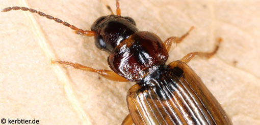 Trichocellus placidus C