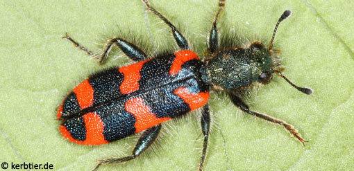 Trichodes alvearius