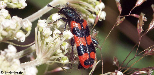 Trichodes alvearius C