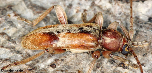 Trichoferus pallidus