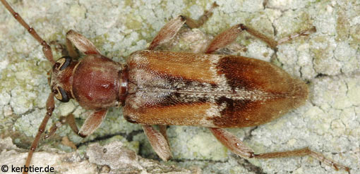Trichoferus pallidus B