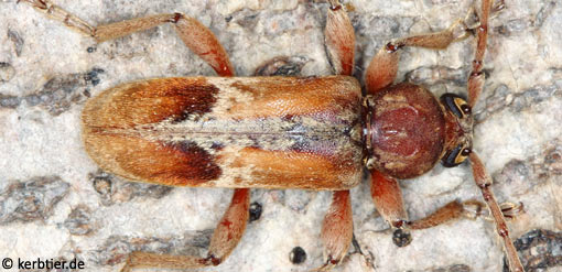 Trichoferus pallidus C