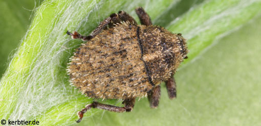 Trichosirocalus horridus C