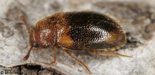 Triphyllus bicolor