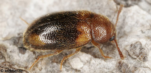 Triphyllus bicolor B