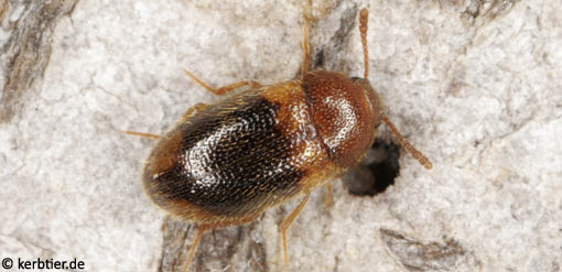 Triphyllus bicolor C