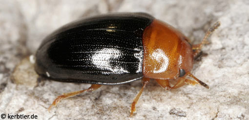 Triplax rufipes B