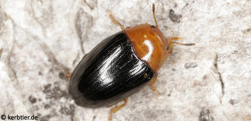 Triplax rufipes C