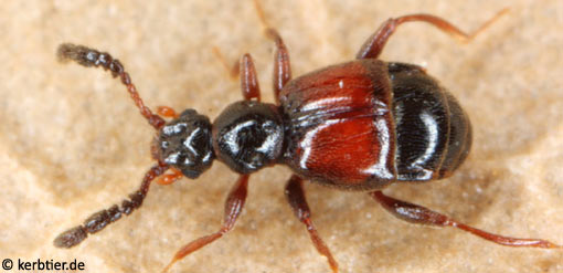 Trissemus antennatus