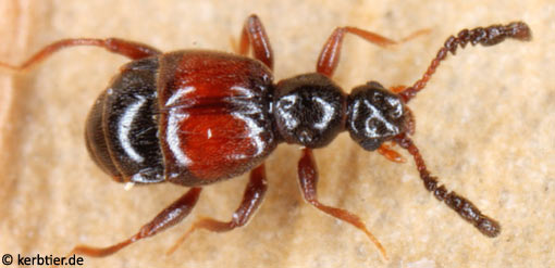 Trissemus antennatus B