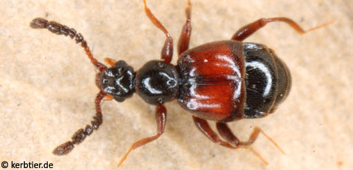 Trissemus antennatus C