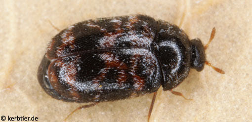 Trogoderma versicolor