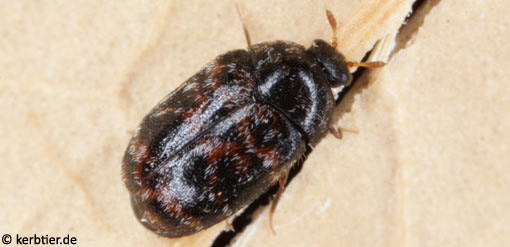 Trogoderma versicolor B