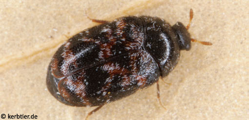 Trogoderma versicolor C