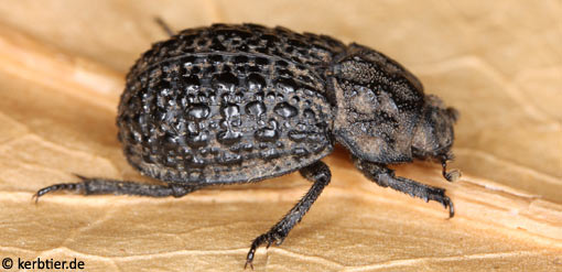 Trox perlatus