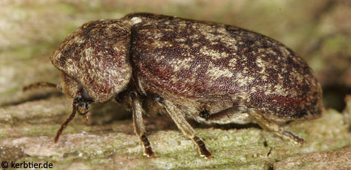 Xestobium rufovillosum