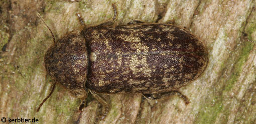 Xestobium rufovillosum B