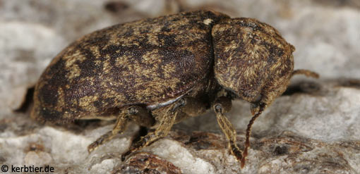 Xestobium rufovillosum C