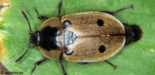 Xylodrepa quadrimaculata