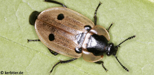 Xylodrepa quadrimaculata B